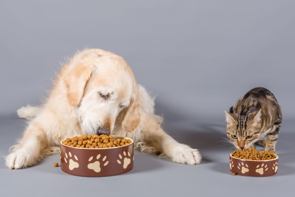Cat Dig Eatubg 1024x683
