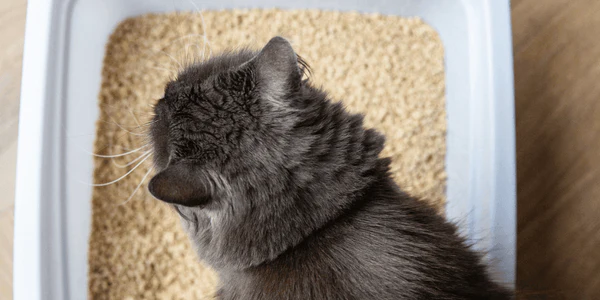 understanding low dust cat litter and its benefits
