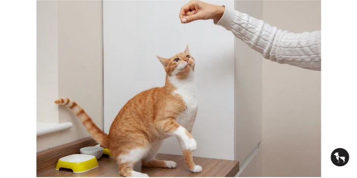 cat treats