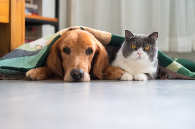 pet health
