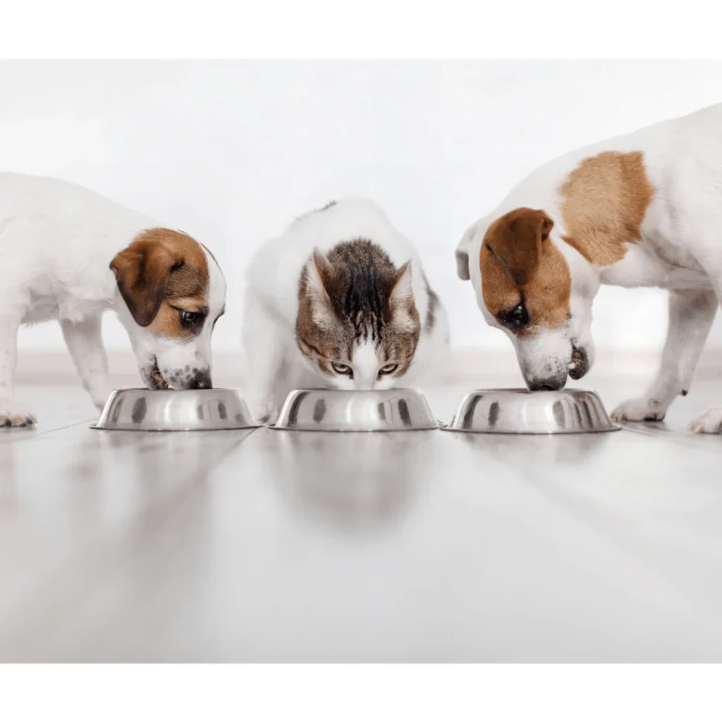 the benefits of premium pet food get set pet